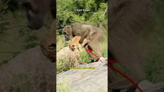 Why Do Baboons Kidnap Lion Cubs?