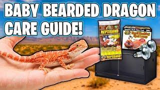 Baby Bearded Dragon Care Guide - How To Take Care of a Bearded Dragon