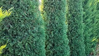 Leylandii cypress Fence Making I Fence Making with Leylandii cypress I Garden Design