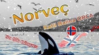 Norveç Katil Balina Orka BELGESELİ (Norway Killer whale Orca documentary)