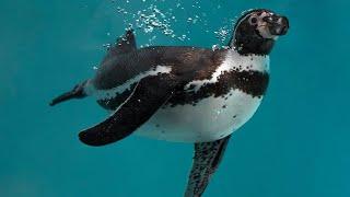 HUMBOLDT PENGUINS: Current riders | Oceana