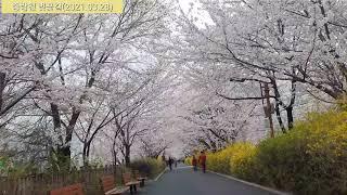 Seoul Walking Tour, Jungnangcheon Cherry Blossoms. 서울 산책, 중랑천 벚꽃길