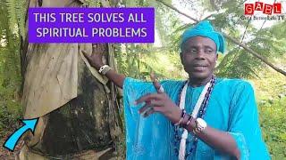 Ikin Ifa Divination Tree used by Babalawo in Ifa Religion Revealed by Erinmin Awo of Iragbiji