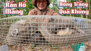 Nóng Lạnh Con Rắn Hổ Mang Quá Lớn l Cò Sang Săn Bắt # Tập 14  #  Co Sang San Bat