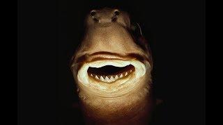 Cookie Cutter Shark - Animal of the Shark Week