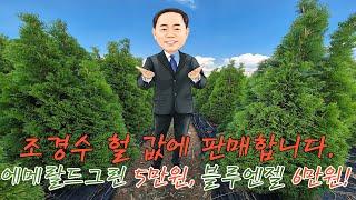 에메랄드그린 5만원, 블루엔젤 6만원 조경수 헐 값에 드립니다. 판매가격이 인상되었네요..