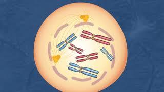 Mitosis HD Animation 2017