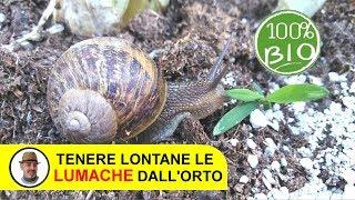 TENERE LONTANE LE LUMACHE DALL'ORTO