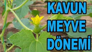 KAVUNDA MEYVE FİLİZİ BIRAKMA, BİTKİ KORUMA VE GÜBRELEME ÖNERİLERİ (4-5-6 VE 7  HAFTALAR)