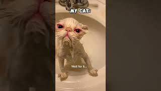 other cats,my cat #cat #funny #song