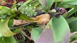 SEMILLAS de JACINTOS Muscaris Narsissus Daffodil   Qué pasa DESPUÉS DE LA FLORACIÓN 