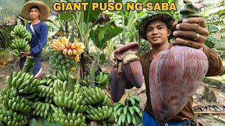 PAGHAHAPAY NG SAGING SA AREA no. 2 AT PAGLILIPAT NG PUNLA UPO