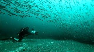 Diving with millions of fish and giant whales in Newfoundland