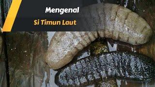 Get to know the Sea Cucumber Sand Sea Cucumber #teripanglaut #Azphenpalopo