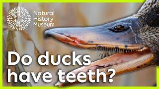 Do ducks have teeth? | Surprising Science