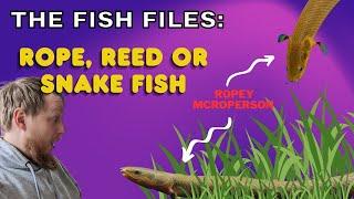 The Fish Files: Ropefish, Reedfish or Snakefish. Complete care & info guide!