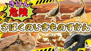 【危険生物】危険！砂漠の生き物ずかん　オブトサソリ、ラーテル、ガラガラヘビ、アメリカドクトカゲ