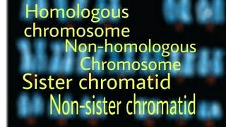 Homologous chromosome, Non-homologous Chromosome, Sister chromatid, Non-sister chromatid