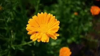 Harvesting Calendula