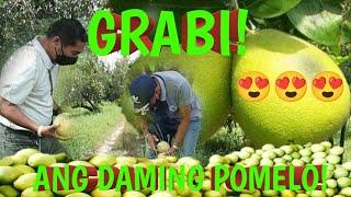 GRABI Ang daming POMELO|19.5 hectares pomelo farm|#pomelofruit #farm#trending  #byaherostv