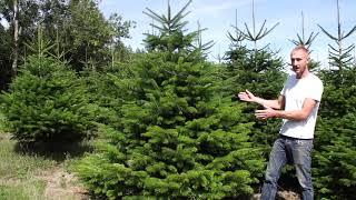 Nordman Fir Christmas Tree Guide