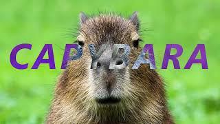 BEST CAPYBARA COMPILATION EVER!