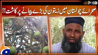 Olive farming in Cholistan desert - how to start olive farming in Pakistan - Geo Digital