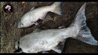 GREEN RIVER DUAMISH #fishing,HOW-TO CATCH 21.5# AND 9.5# SALMON! BOBBER N EGGS! #fish #salmon #king