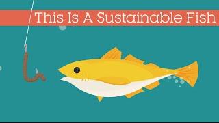 This Is A Sustainable Fish