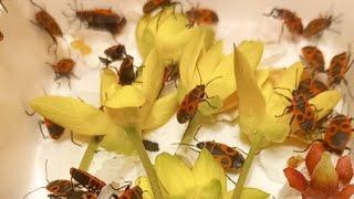 Ukrainian Cossack Bugs (Pyrrhocoris apterus) Are Corageous Bugs. Ukraine, Kyiv. 23.04.2022