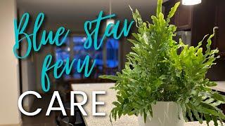 Blue Star Fern Care (a great plant for beginners)