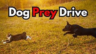 Solving Prey Drive: Try THIS if Your Dog Chases Animals