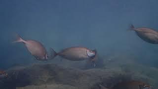 Large schools of fish at Dasoudi marine park in Limassol coast.