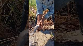 Top hand fishing! fisherman catch fish at field by hand skills #shots #topfishing