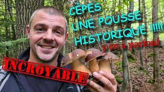 [CHAMPIGNONS] CÈPES,  une pousse HISTORIQUE !!! 