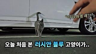 오늘 처음 본 러시안블루 고양이