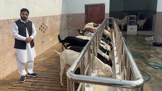 Intelligent Goat Farming on Roof Business Idea