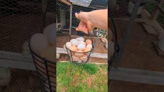 How Many Eggs Did The Chickens Lay In The Last Two Days? #chickeneggs