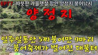 EP77. 따뜻한 가을햇살 | 일주일동안 5짜붕어만 9마리 | 대물터 | 배스터 | 함안 | 양정지 | 붕어낚시 | Crucian Carp Fishing