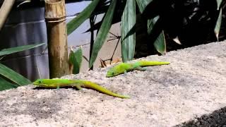 Hawaiian Day Gecko fighting over Territory