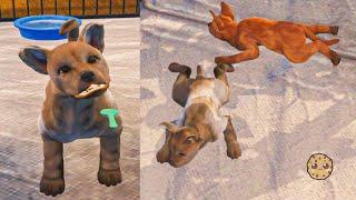 Taking Care of Puppies in Animal Shelter Adopt Sim