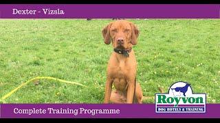 Dexter the Vizlsa at Royvon's Complete Dog Training Programme