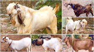 Goats Available at Quality Goat Farm Uttan | Palai Open