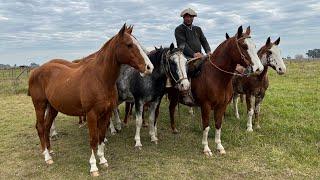 Tropilla completa de 11 caballos alazanes $1.150.000 c/u LOSEQUINOS.COM