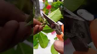 Red allamanda plant propagation from cutting | Allamanda cutting growing #shorts #youtubeshorts