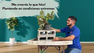 !TRASPLANTE EXTREMO¡ plantando sobre rocas, no creerás lo que hice…