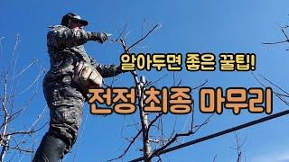 [사과나무] 동계 전정 / 결과지,  상단부