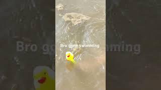 Mr Quack went swimming 