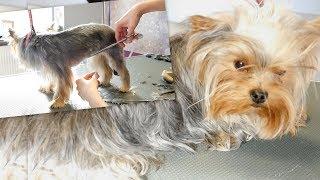 Grooming Guide - Yorkie Summer Cut #65