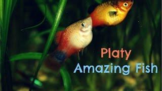 Platy: Amazing Fish